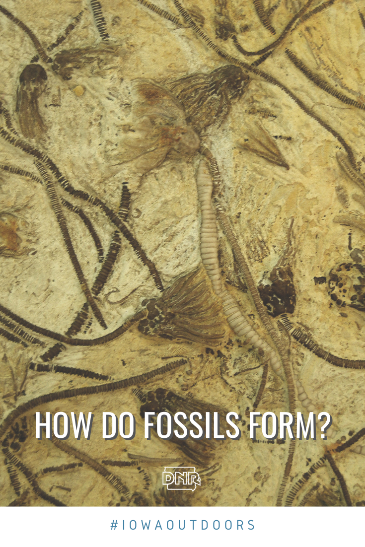 How do fossils like these form? Learn more from Iowa Outdoors magazine